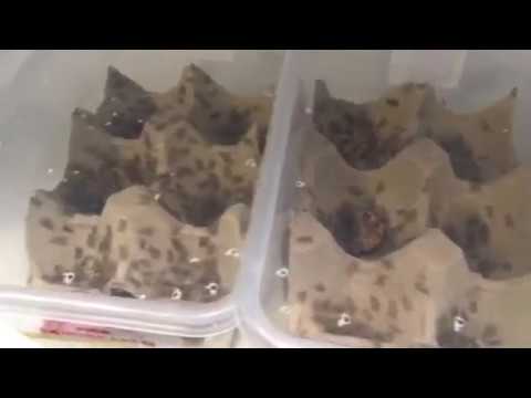 Live Reptile Food - YouTube