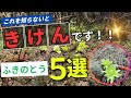 これを知らないで『ふきのとう』を食べると本当に危険です！