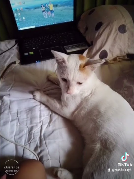 funny cat play my laptop.🙉🙈