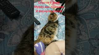 МУРКА УСПЕШНО ПОЙМАНА И ВОЗВРАЩЕНА ДОМОЙ🐾🐈