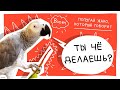 Завтрак (с)Винчи. Он говорящий попугай жако или поросенок? :))