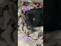 Upset puppy 🐶! #cuteanimals #fun #dog #puppy #funny #amazing #cute #animals #funnycute #funthings
