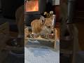 鼻息荒くご飯を食べ尽くすコーギー / A Corgi huffing and puffing while devouring its meal. #コーギー #corgi #薪ストーブ
