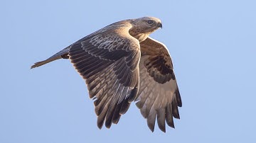 Unikaalsed kaadrid: stepiviu lennugraatsia | Уникальные кадры: грация полета курганника