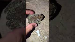 Funny Frog Escape 😂 Big Frog vs Bullfrog! NO WAY