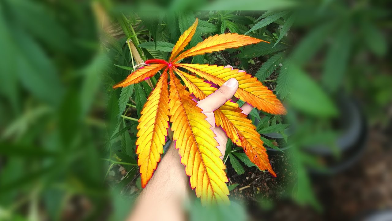 Urban Guerilla Growing is BACK