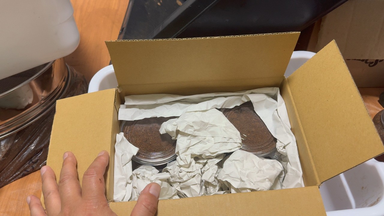 i*i様 激レア産地　スジブトヒラタ　須子茂離 島 Rare find] This is what the pros look at to see how valuable it