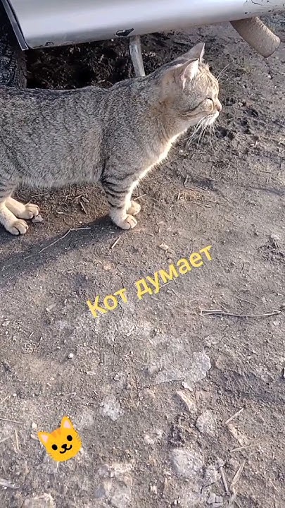 🔥🔥🔥КОТ ДУМАЕТ часть1 #Kotik_04 #cats #приколы #cat #кот - YouTube