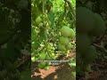 3 #creatorsearchinsights Tomato Plant Puning tips 7373689116879342890