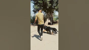 احلي اغنية كلاب 