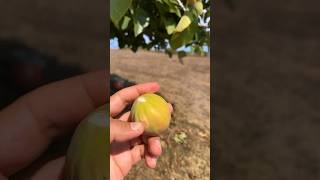 figs  ? tree fig tree youtubeshorts fruit