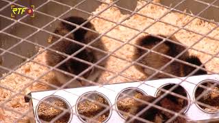 RTF.1-Nachrichten: Aus dem Ei gepellt - im Naturkundemuseum schl&uuml;pfen die Osterk&uuml;ken (03.04.2026)