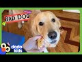 Why Does This Dog Keep Stealing His Sister&#39;s Dolls?! | Bad Boys | Dodo Kids
