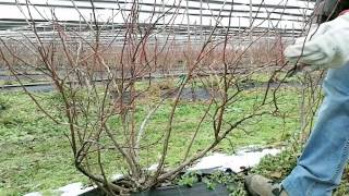Coltivazione del mirtillo: la potatura invernale
