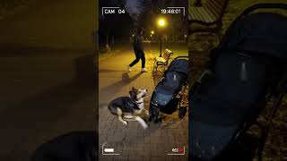 CCTV Captured Dog Stopping Stranger Near Baby Stroller! 😱🐶 | #DogHero #AIBabyMoments