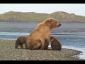 July Bear Viewing Expedition, Katmai Coast, Alaska