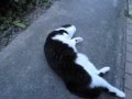ころがる猫 rolling cat
