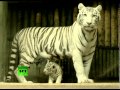 Редкие белые тигры предстали перед публикой