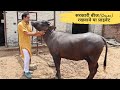 कोण सा बीज रखवाये अपनी भैंस को || कोनसे bull का क्या है रिजल्ट देखो घोटाला || Dairy farming in India