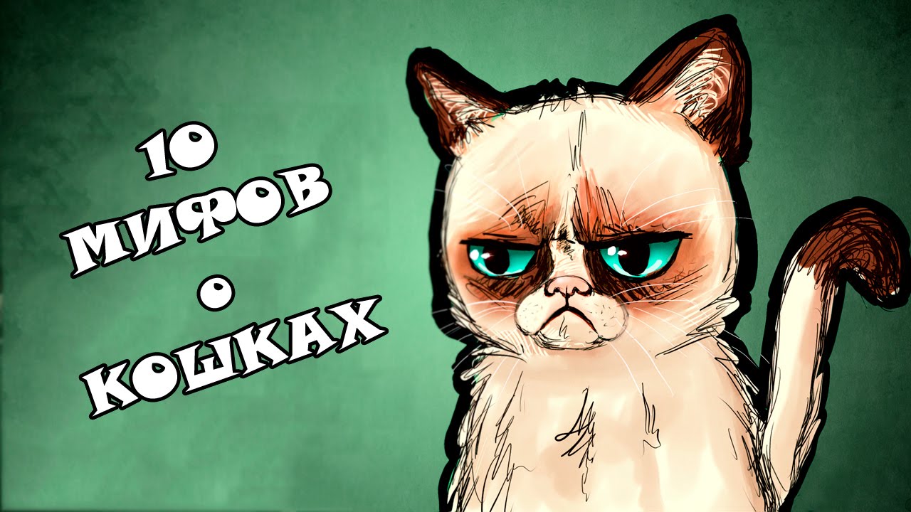 10 МИФОВ о КОШКАХ