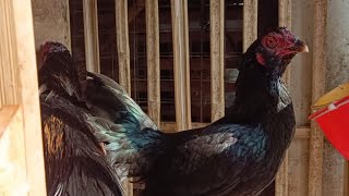 Beli Ayam dan Entok || RPHU di Rorotan Cilincing Jakarta Utara