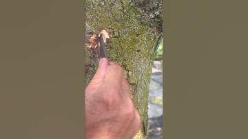 Cách bắt sâu đục thân trên cây Sầu Riêng | Đào Anh Thuấn