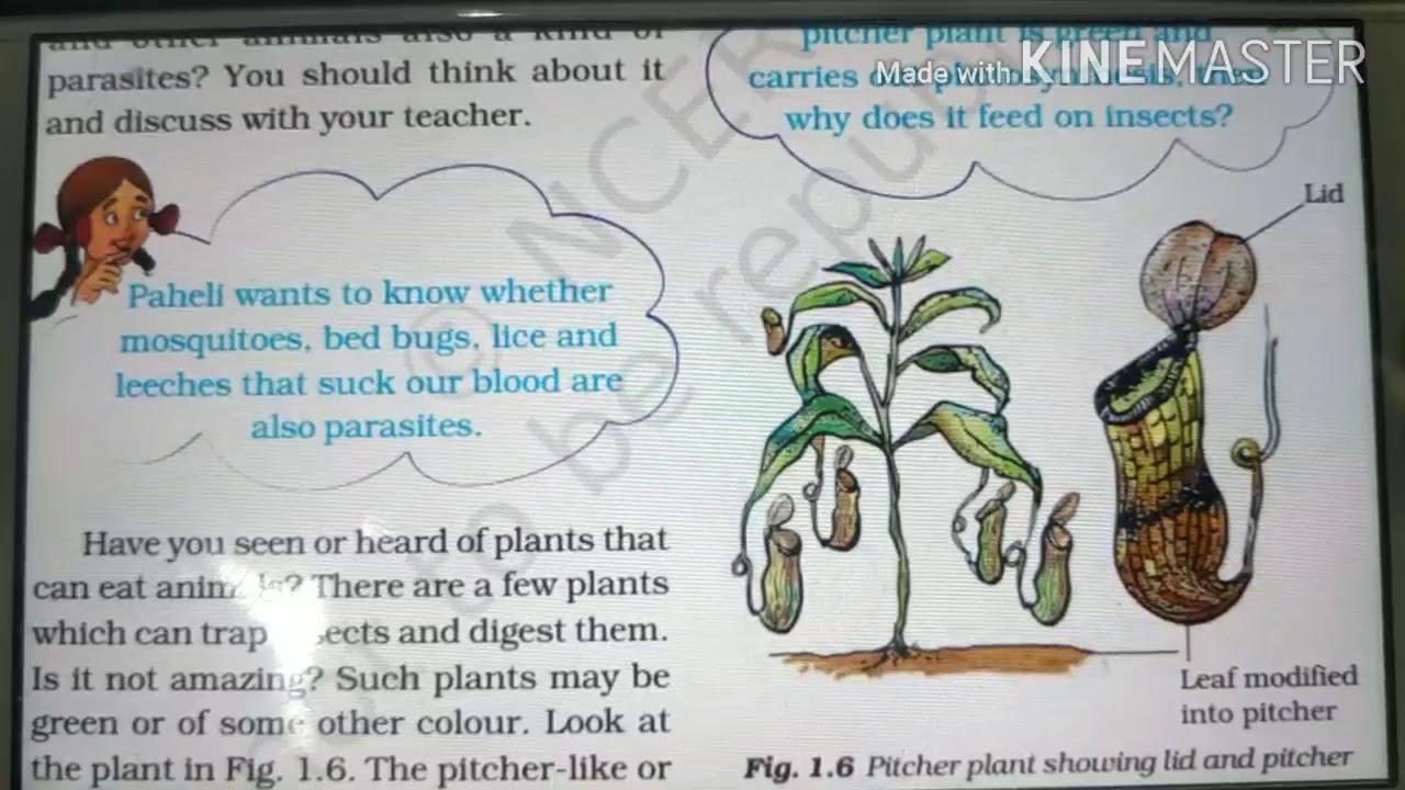 science worksheet for class 7 nutrition in plants