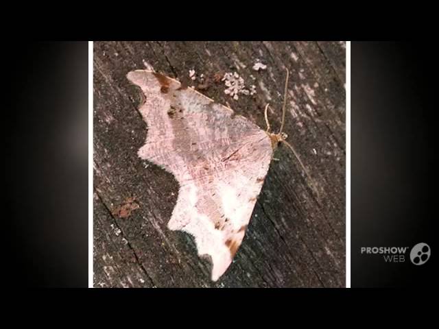 Alternaria alternata - fungi kingdom