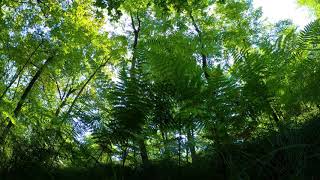 Woodpecker & Birds Chirping Forest Ambience | Gentle Wind | Peaceful Nature Sound for Anxiety, sleep screenshot 3