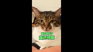 【自己的位子自己守護】貓貓座位被搶走！直接霸氣坐在爸爸腿上 ｜#寵物雲 #shorts