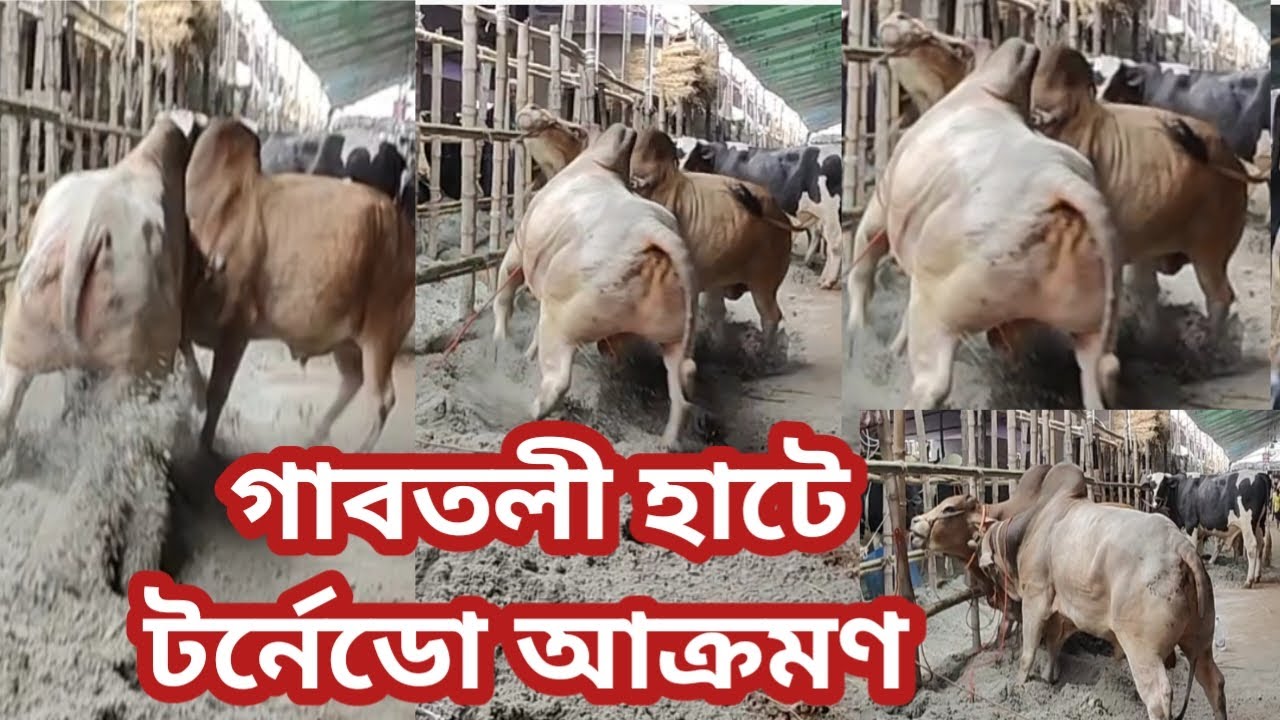 গাবতলী হাটে টর্নেডোর আক্র মণ।ক্রেতা ও বিক্রেতাদের জন্য ভয়া বহ অবস্থান, গাবতলী হাটের চিত্র
