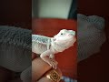 3 month old jack the bearded dragon shorts reptiles drexotic