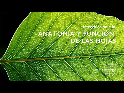 Anatomía y función de las hojas