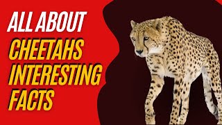 All About Cheetah Interesting Facts Wild Big Cats Documentary