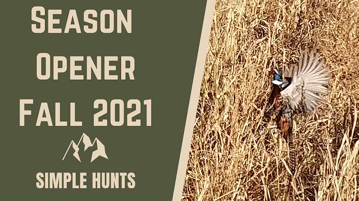 Pheasant Season Opener for me and my Brittanys | Rocky Mountain Roosters.