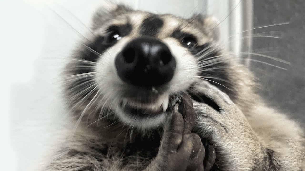 https://i.ytimg.com/vi/BZo-ku6T9yc/maxresdefault.jpg