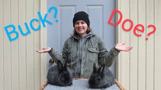 How To Sex Young Rabbits
