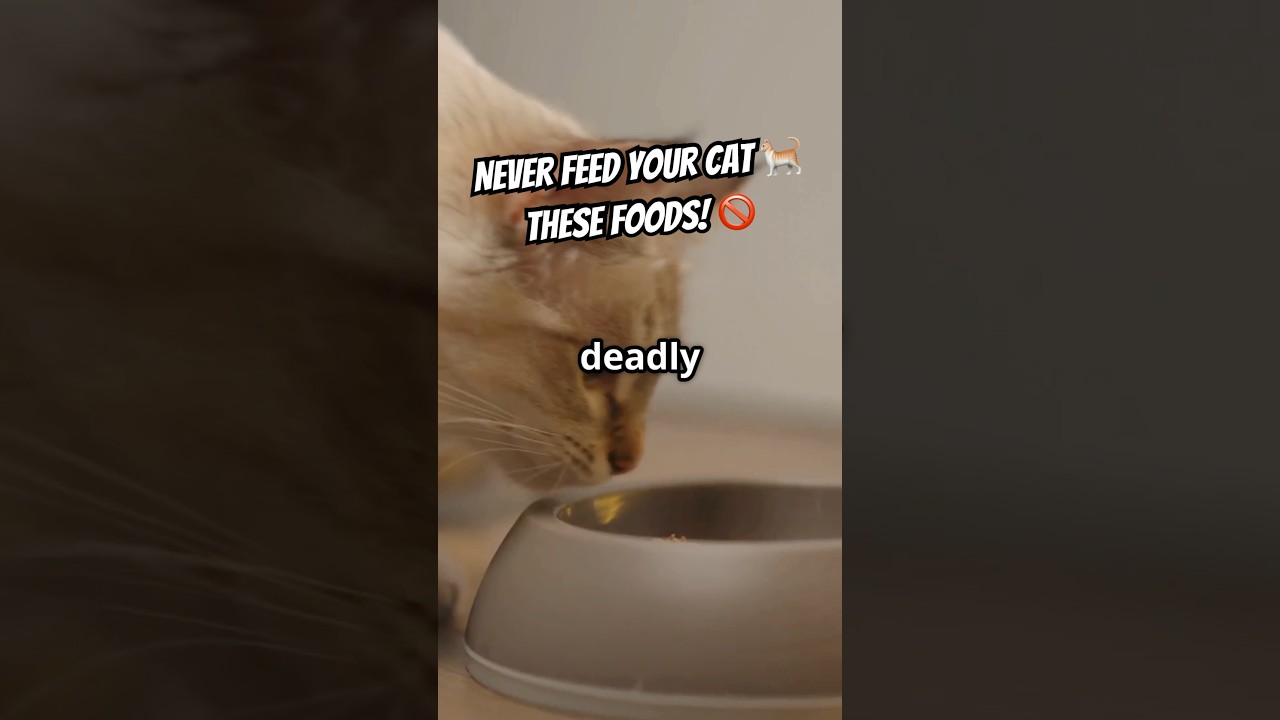 Never Feed Your Cat These Foods 🐱🚫 