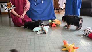 Cute Schnoodle Puppies