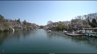 ３月　桜　井の頭恩賜公園　ー　12ヶ月の東京