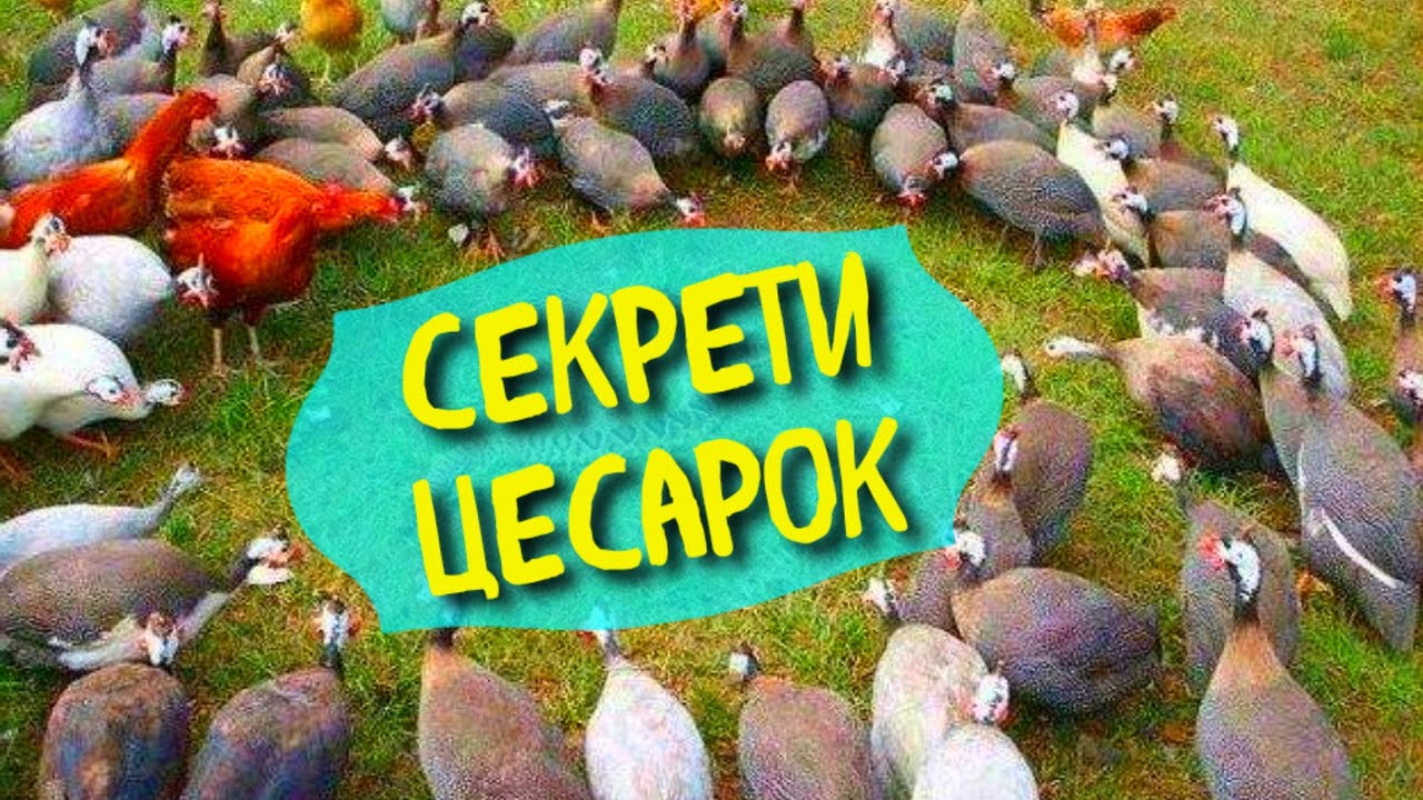 ЧОМУ ЦЕСАРКИ ДИВО-ПТАХИ? ЧОМУ ВАРТО ТРИМАТИ ЦЕСАРОК ТА КОМУ ВОНИ НЕ ПІДІЙДУТЬ?ПЛЮСЬ І МІНУСИ ЦЕСАРОК