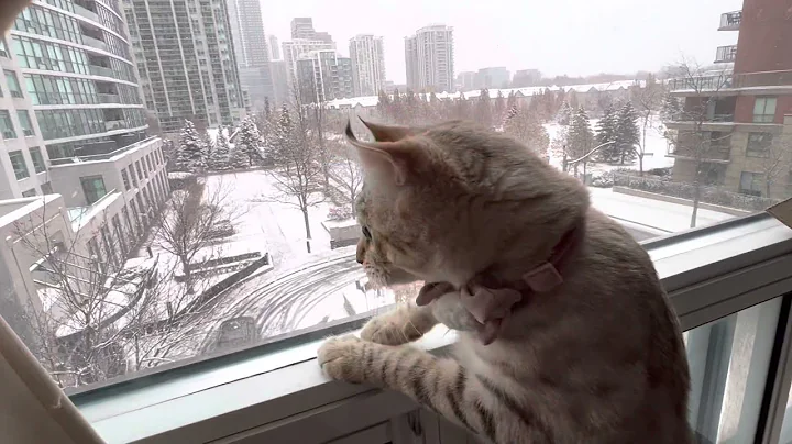 Watch the video about Highland Lynx Cat First Time Seeing Snow (HD)