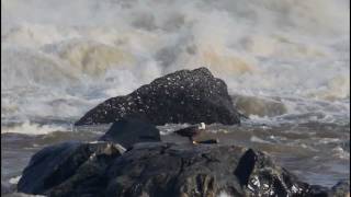 Bald Eagles of Conowingo Dam