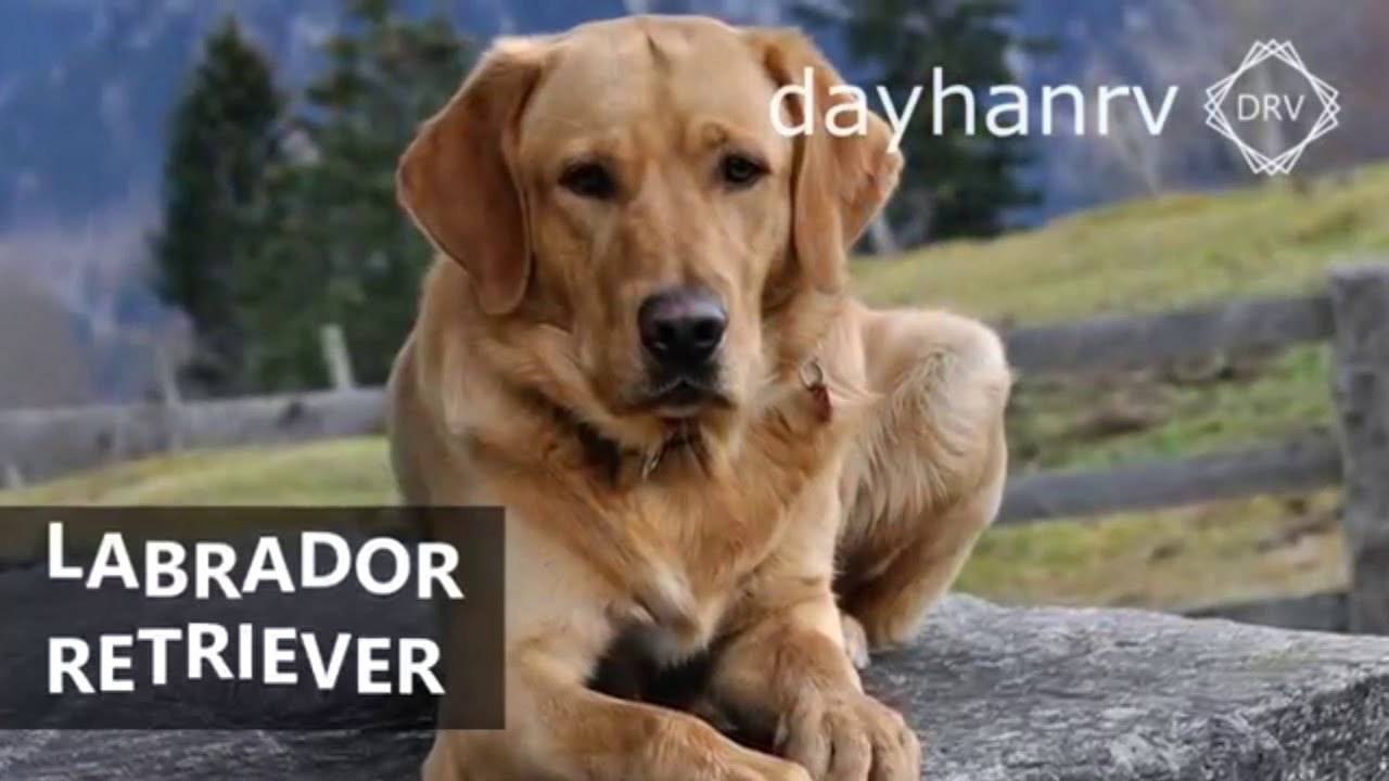 Hund bellen sound YouTube