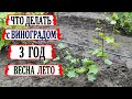 🍇 Виноград 3 ГОД! Как ПРАВИЛЬНО ФОРМИРОВАТЬ куст винограда  на УРОЖАЙ. Все операции от весны до июля