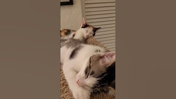 sleepy time Cleo and Kevin #kitten 🐈