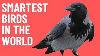 Why Crows are Smarter than You Think