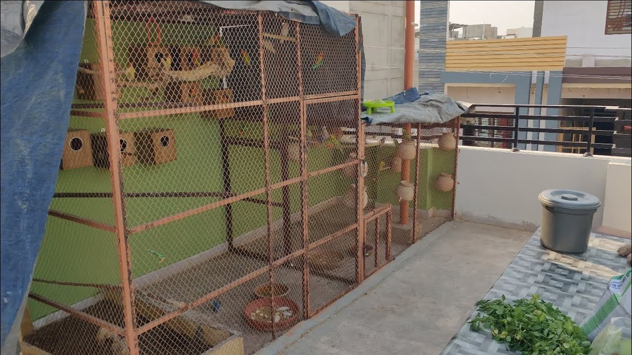 DAY 71 🦜 7th RAMADAN 😍 #birds @ansarak7747 #parrot #minivlog #foryou 