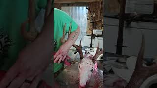 Capping a whitetail buck for a shoulder mount #outdoors #taxidermy