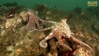 Giant Pacific Octopus Adventure | JONATHAN BIRD
